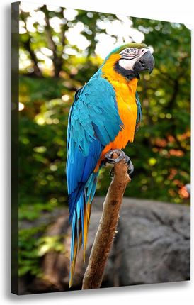 Tulup Foto Obraz Na Płótnie Do Salonu Papuga Ara 70X100