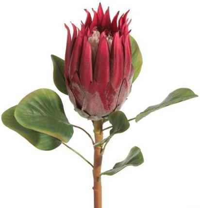 Eurofirany Kwiat Dekoracyjny Egzotyczny Protea