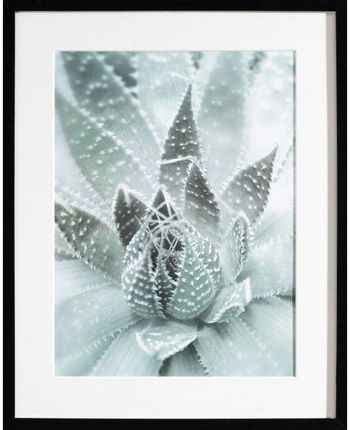 Dekoria Obraz Succulents Iii 40X50Cm