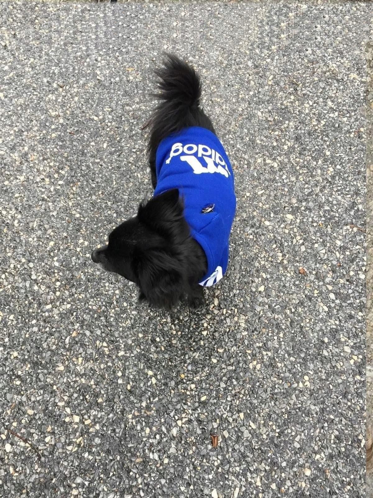 Zoo.Sklep.Pl Adidog Ubranko Dla Psa Kota Bluza Dla Shih Tzu