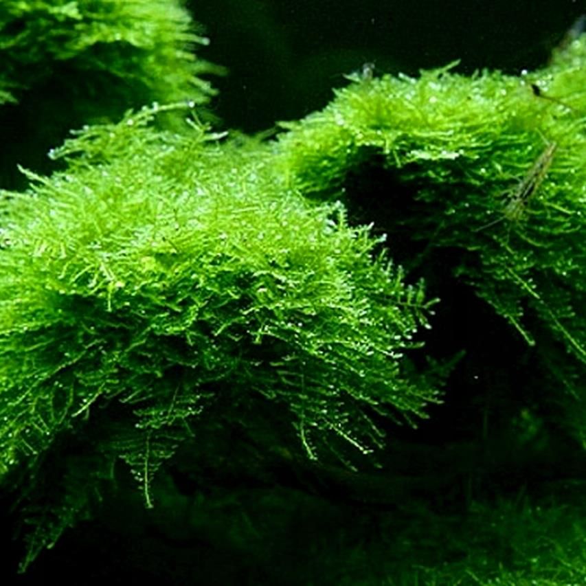 Mech Christmas Moss Vesicularia Montagnei (In-Vi 003Atc - Ceny i opinie ...