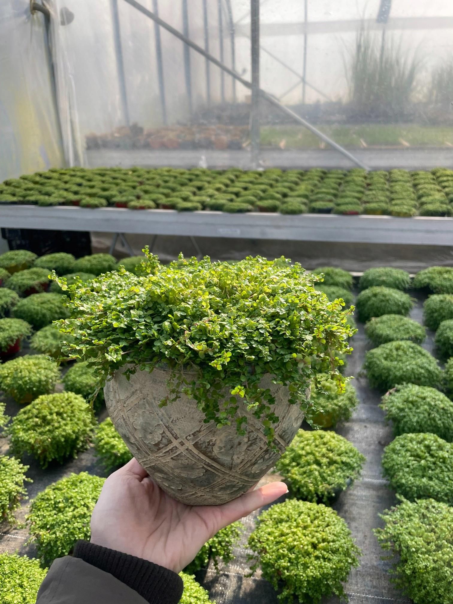 Mięta Ozdobna Mini Mint - Ceny i opinie - Ceneo.pl