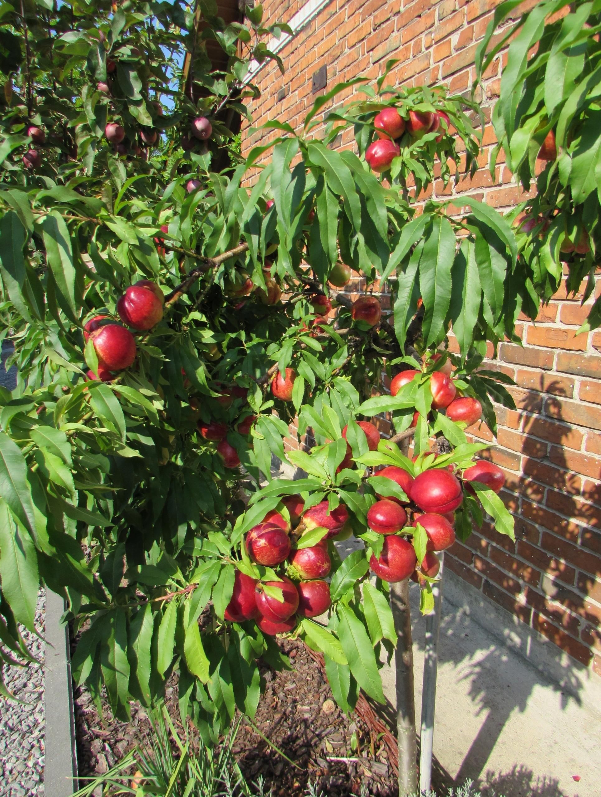 Nektarynka Harco Kolumnowa - Ceny i opinie - Ceneo.pl