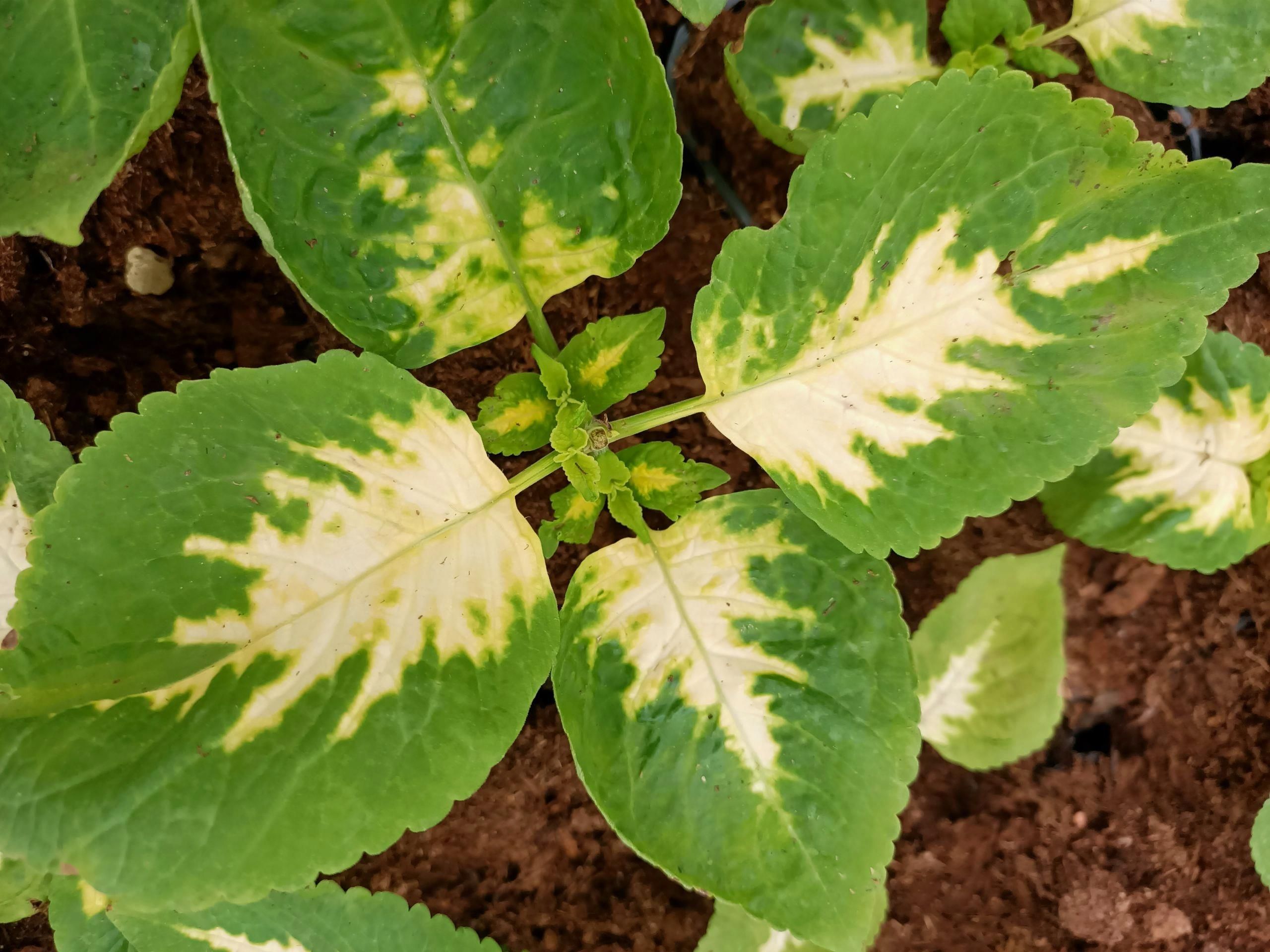 Koleus Coleus Zielono Biały - Ceny i opinie - Ceneo.pl