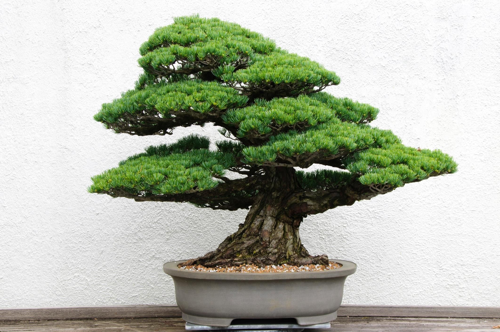 deckel bonsai DIY-Terrarium – Teddy-Bonsai – ↕26,5 cm – Normal — Planten247.nl main image 0