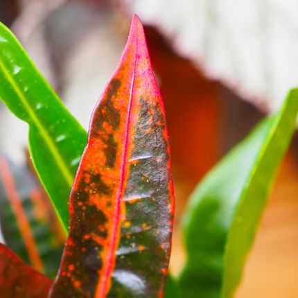 vergissmeinnicht saatgut Bio Chinesische Vergissmeinnicht (Cynoglossum amabile) – Rujoly