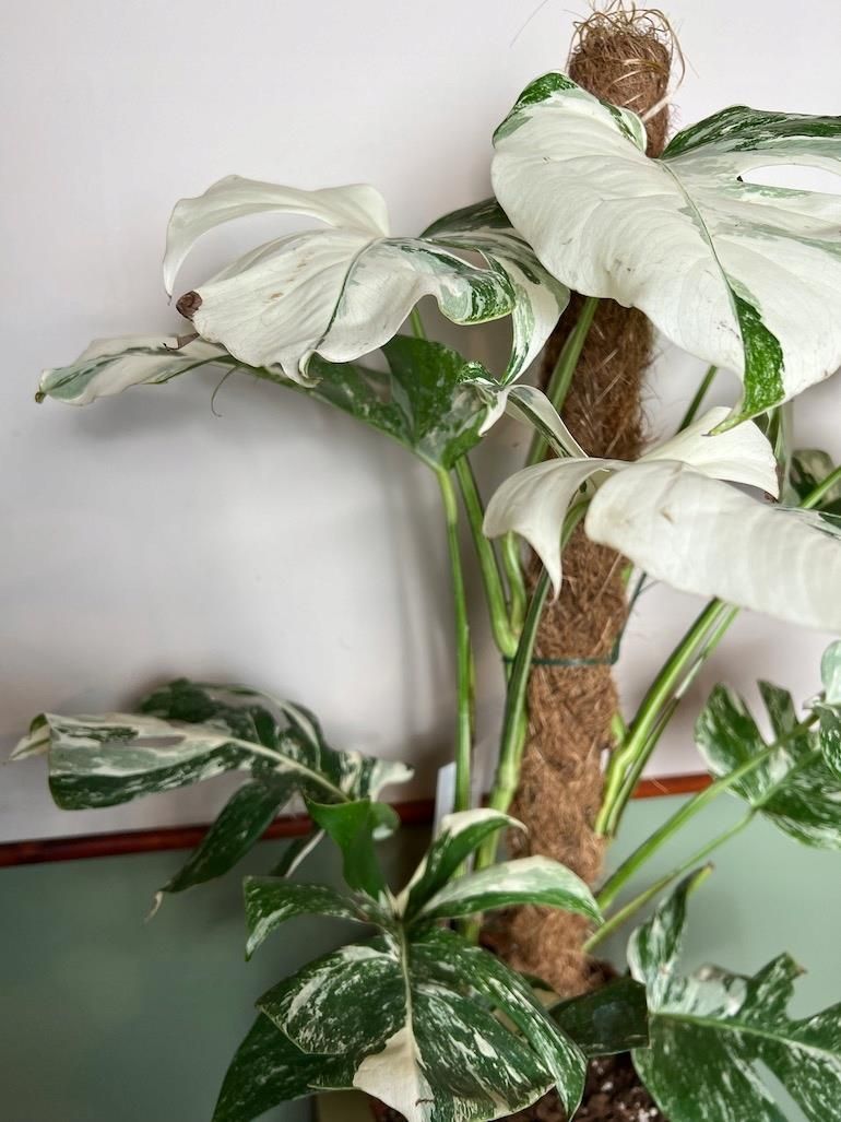 Monstera Variegata, Sadzonka Cita Roliny - Ceny i opinie - Ceneo.pl