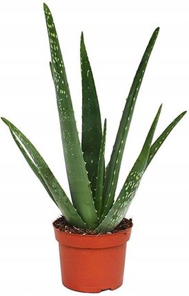 Aloes Zwyczajny Aloe Vera Leczniczy 30-35cm - Ceny i opinie - Ceneo.pl