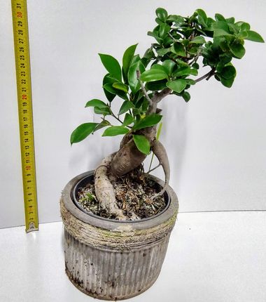 Drzewko Bonsai Ficus Retusa adny I Gsty - Ceny i opinie - Ceneo.pl