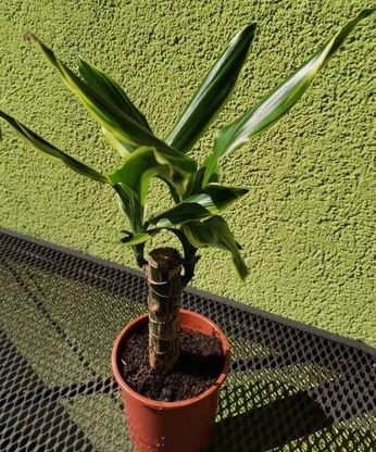 Dracena Wonna Na Pniu - Ceny i opinie - Ceneo.pl