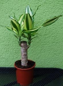 Dracena Wonna Na Pniu - Ceny i opinie - Ceneo.pl