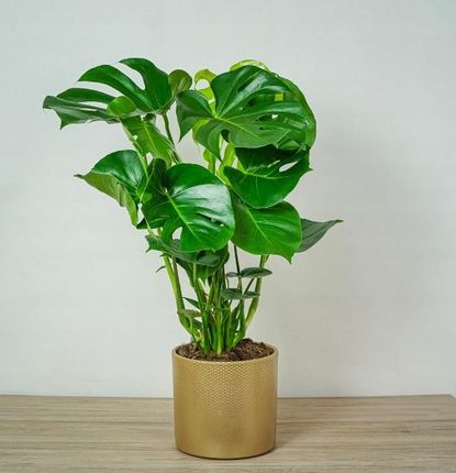 Monstera Dua 2 Letnia Sadzonka W Doniczce 90cm - Ceny i opinie - Ceneo.pl