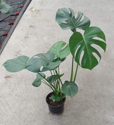 Monstera Dua 2 Letnia Sadzonka W Doniczce 90cm - Ceny i opinie - Ceneo.pl