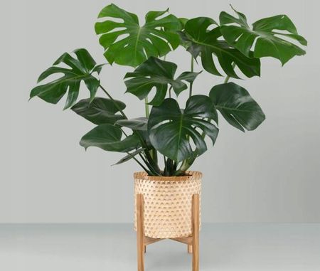 Monstera Dua 2 Letnia Sadzonka W Doniczce 90cm - Ceny i opinie - Ceneo.pl