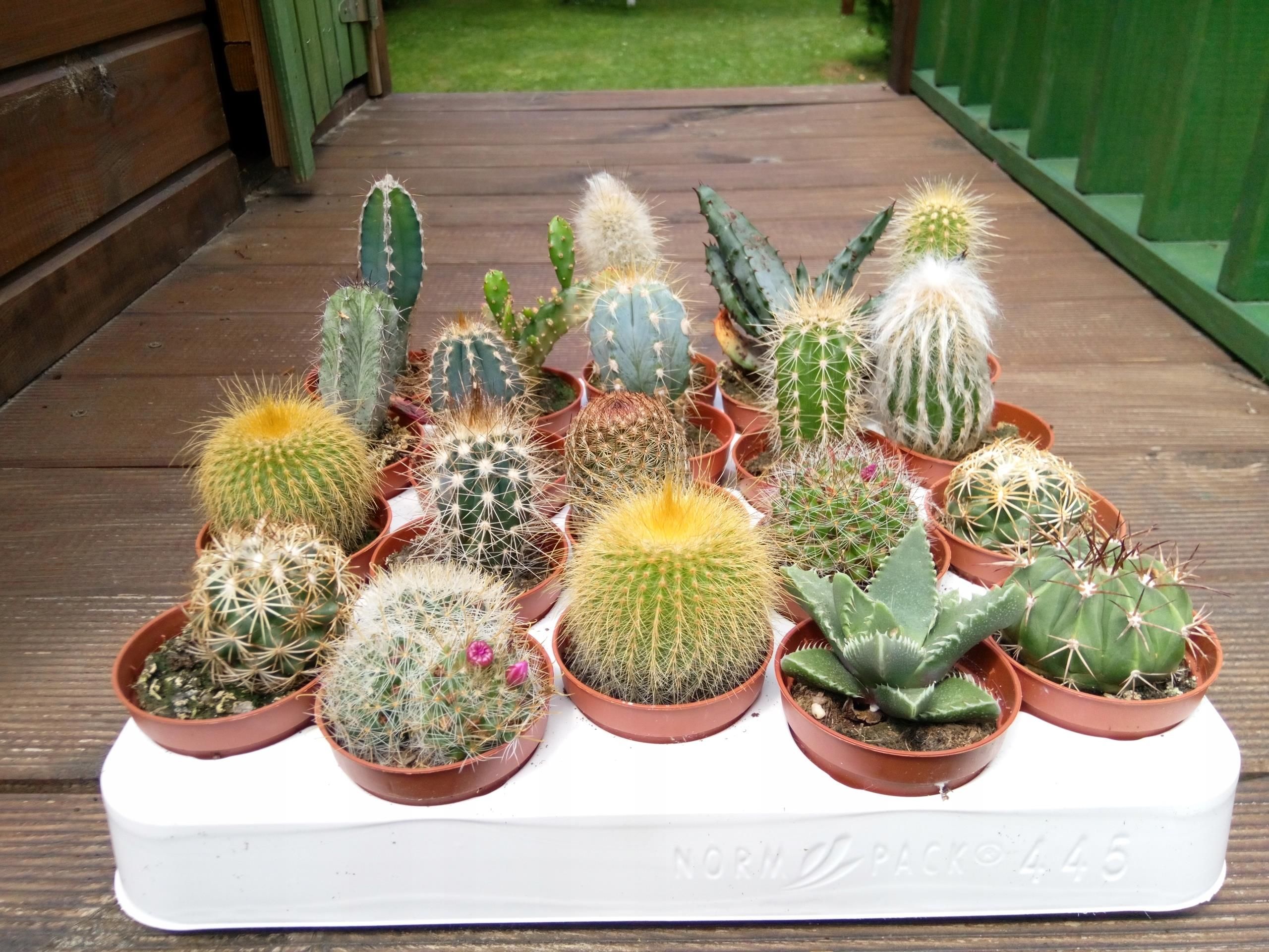 Kaktus Mix Zestaw 10szt. - Ceny i opinie - Ceneo.pl