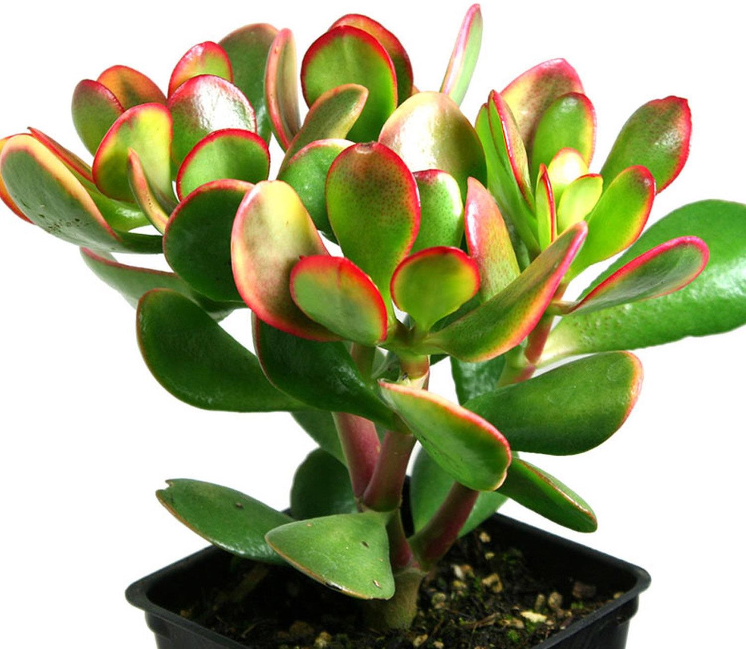Crassula Ovata Sunset Grubosz Drzewko Szcz cia Ceny I Opinie Ceneo pl crassula-ovata-sunset-grubosz-drzewko-szcz-cia-ceny-i-opinie-ceneo-pl