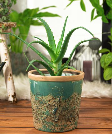 aloe vera gel avivir VEGAN BEAUTY] Mild & Moisture Aloe Vera Watery Gel – Nature Republic USA