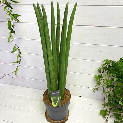 sansevieria birds nest Sansevieria Bird Nest mini  Planet Desert