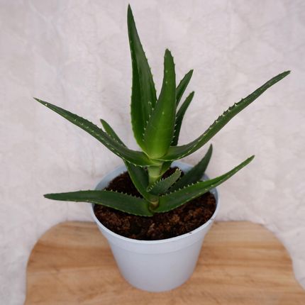 Aloes Delaetii D.13cm - Ceny i opinie - Ceneo.pl