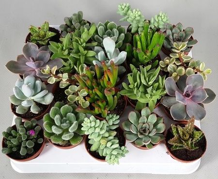Sukulenty Zestaw Mix 5szt. Echeveria Crassula - Ceny i