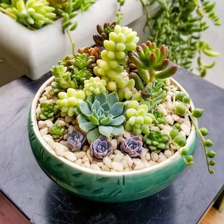 i-sukulenty-zestaw-mix-5szt-