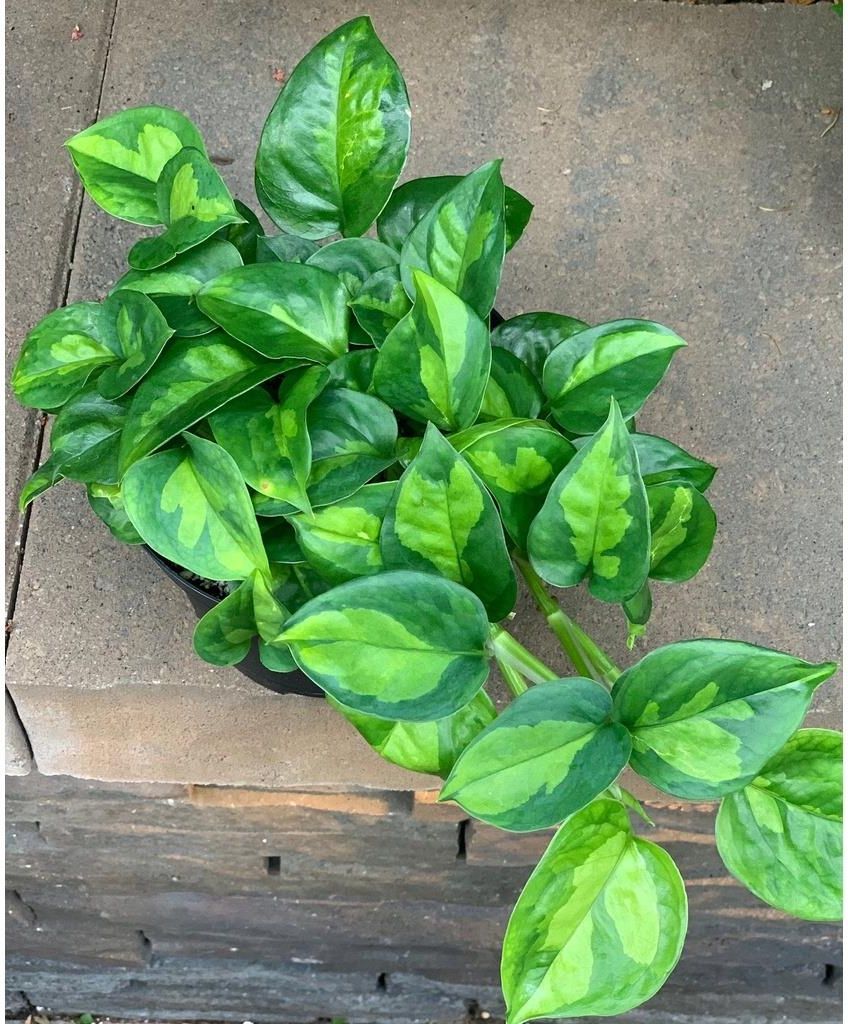 Epipremnum Pinnatum Global Green Źywe Rośliny Ro - Ceny i opinie - Ceneo.pl