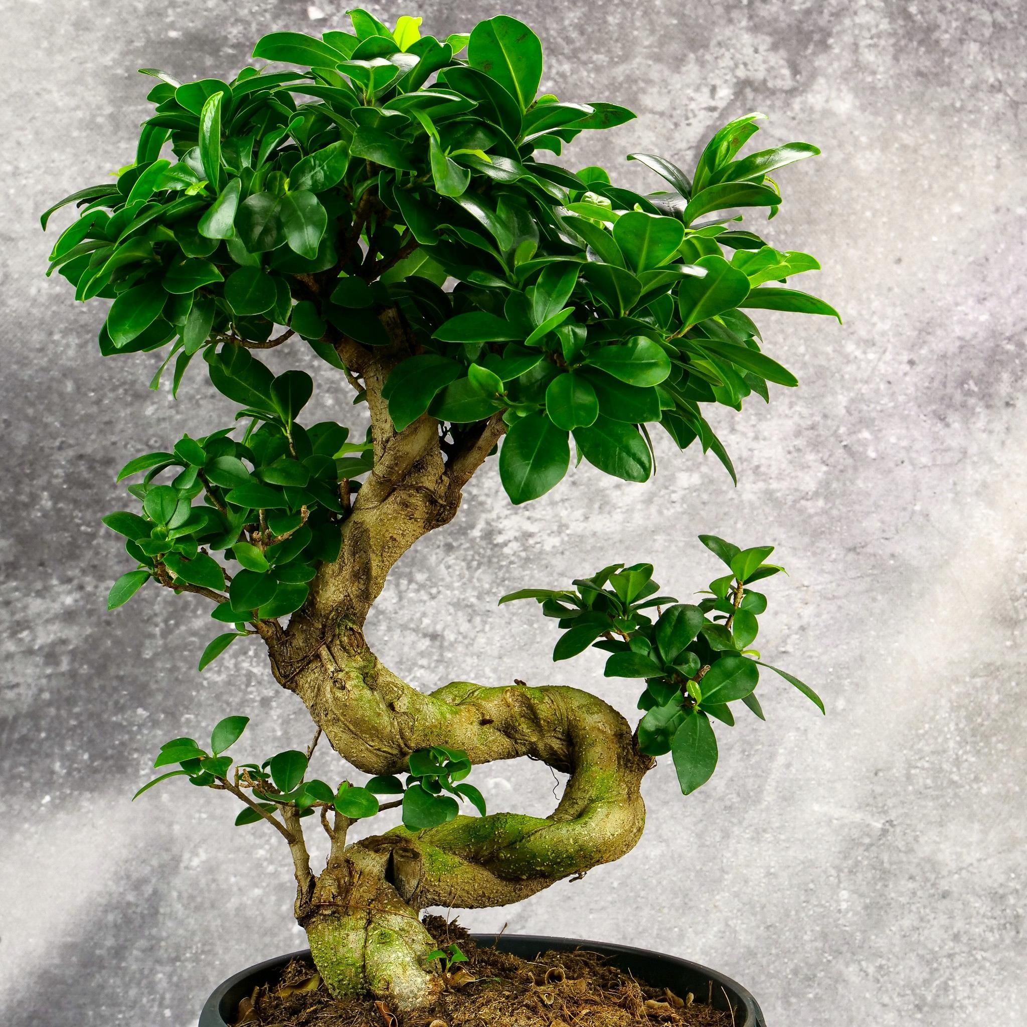 Bonsai Fikus Ginseng Bujna Korona Kręcony Pień S Ceny i opinie Ceneo.pl