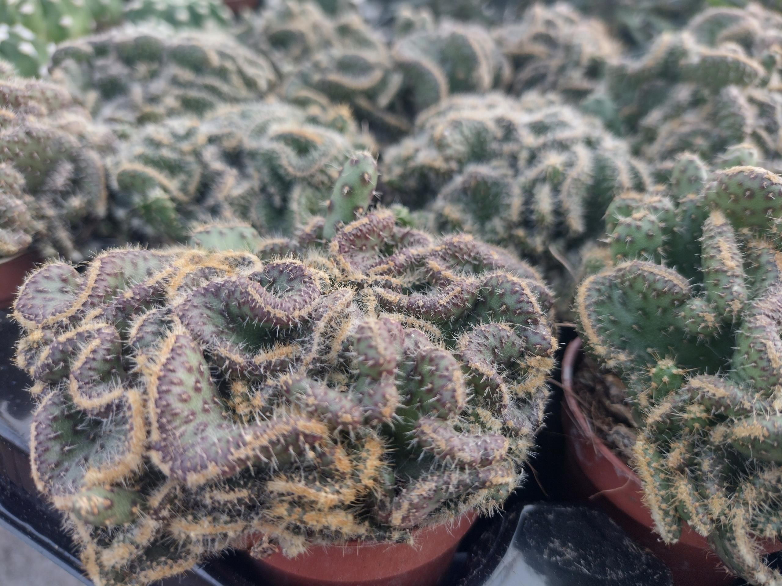 melocactus bahiensis Melocactus Curvispinus Globular Cactus Plant Online