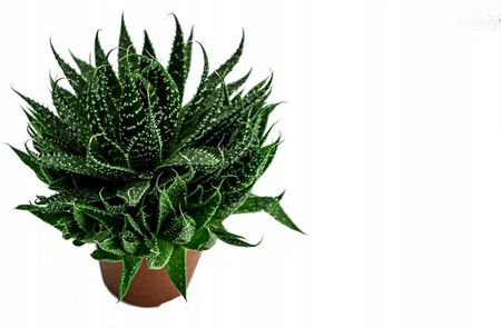 Aloes Ocisty Aloe Aristata M 12-16cm - Ceny i opinie - Ceneo.pl