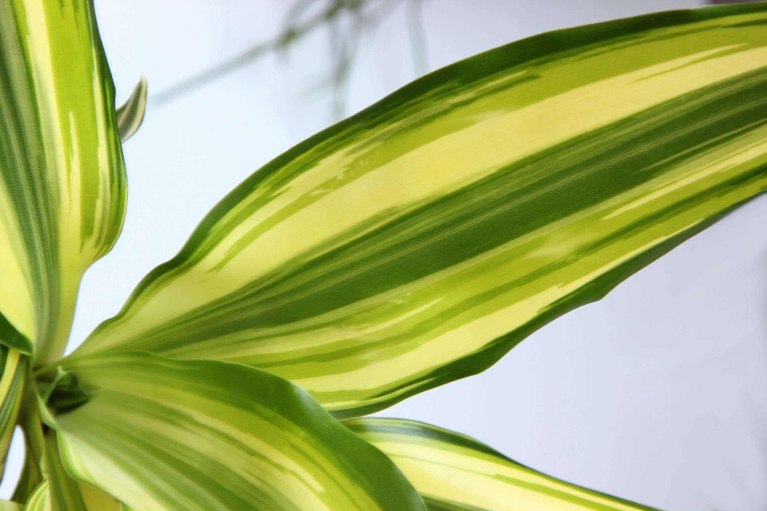 Dracena Wonna Yellow Coast Soneczne Licie - Ceny i opinie - Ceneo.pl