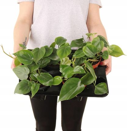 philodendron pink marble Philodendron Pink Princess “Marble”
