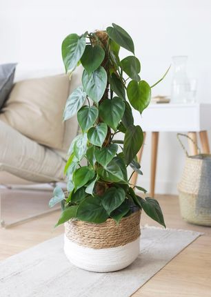 selloum gold philodendron Philodendron Selloum Gold (0.35m)  IM Garden Mart