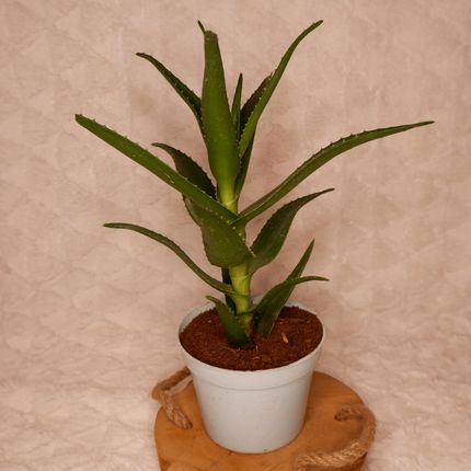 aloe pura organic aloe vera gel Aloe Pura Aloe Vera Gel Herbal Shampoo 200ml main image 0