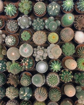mammillaria plumosa Mammillaria plumosa – Cyprus Cactus