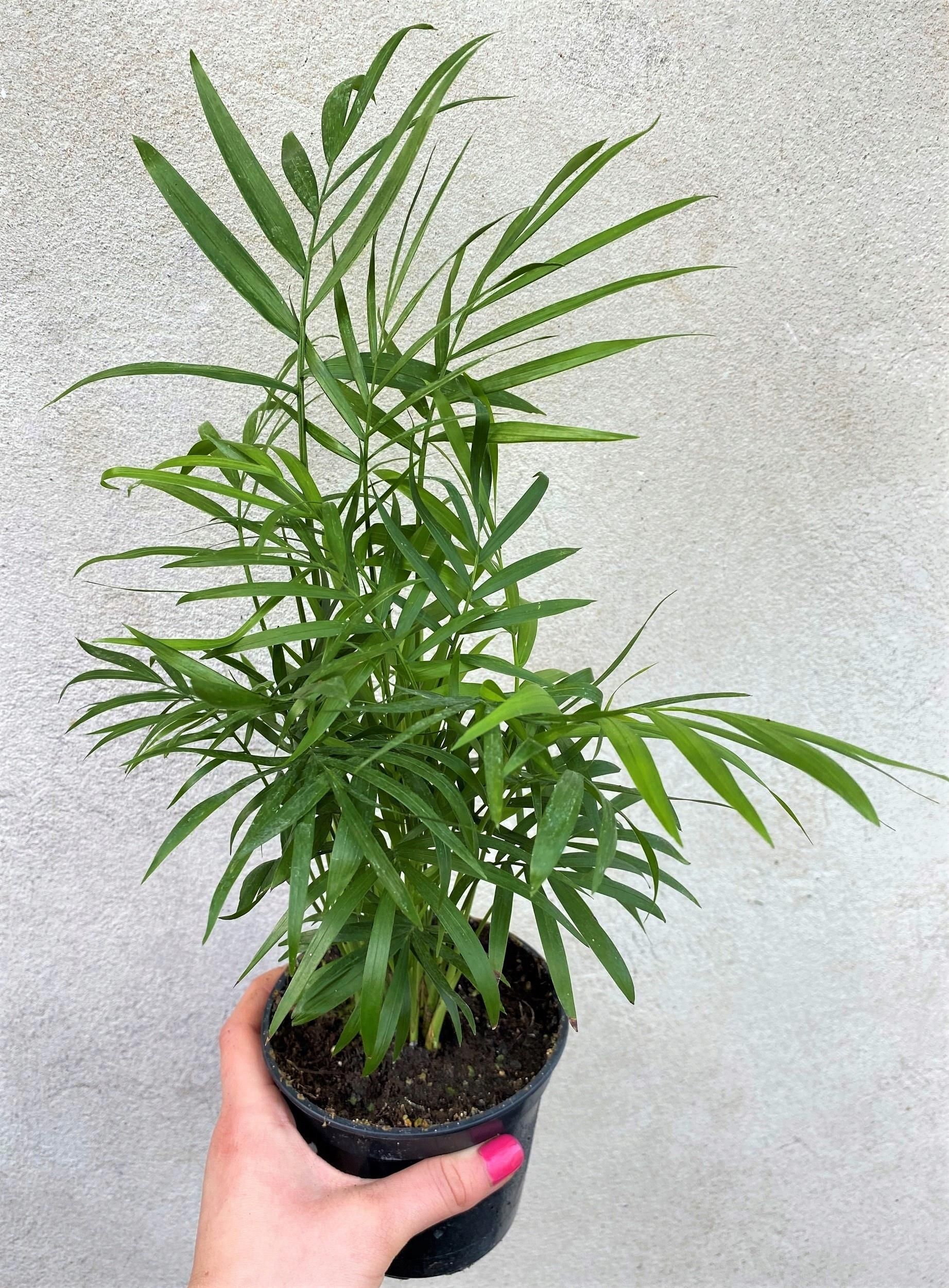 POWERS TO FLOWERS - CHAMAEROPS HUMILIS, PALMA SAN PIETRO, VASO 22cm Altezz 60cm Pianta Vera