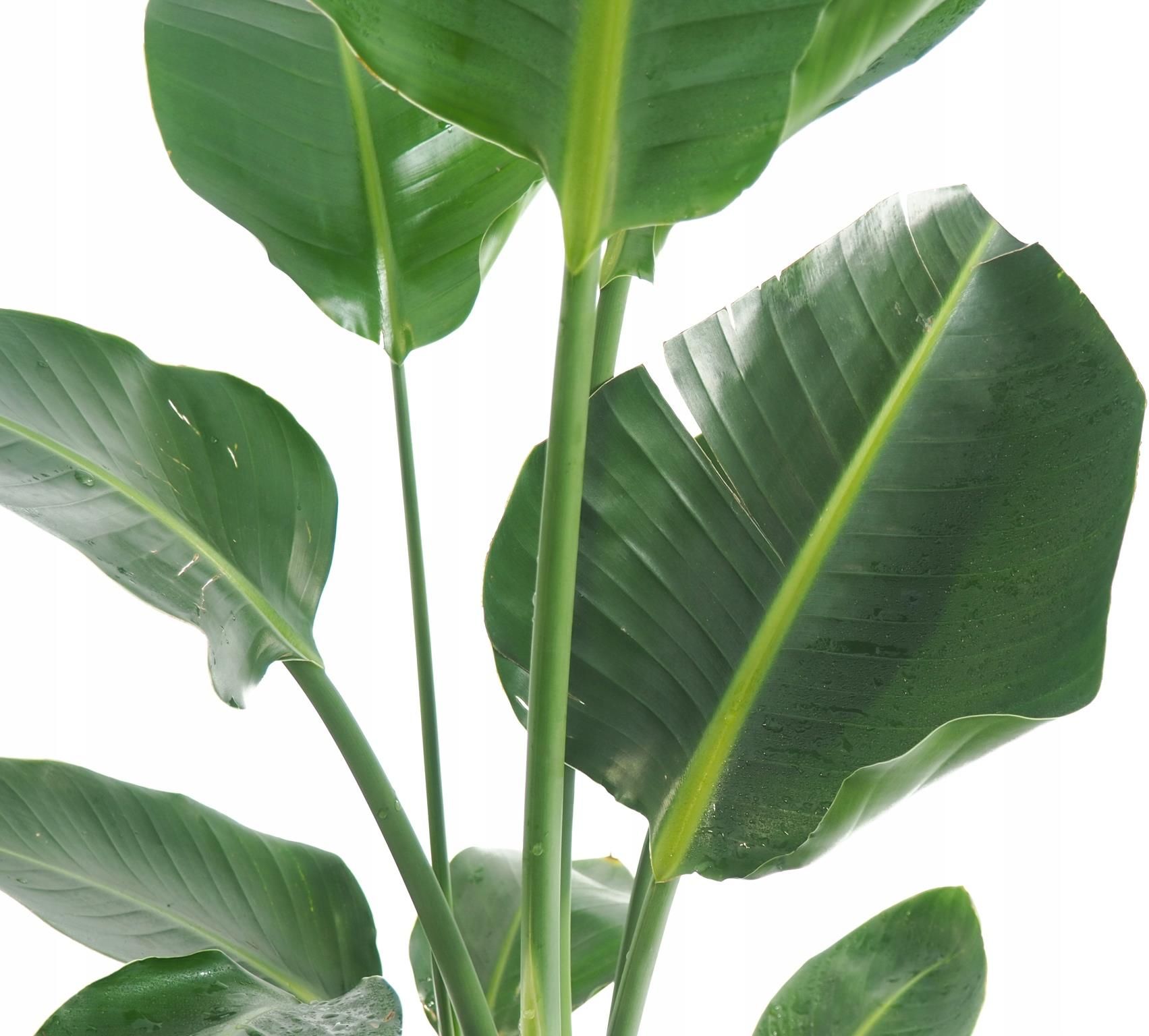 Strelitzia Nicolai Sterlicja Śnieżna 140cm - Ceny i opinie - Ceneo.pl