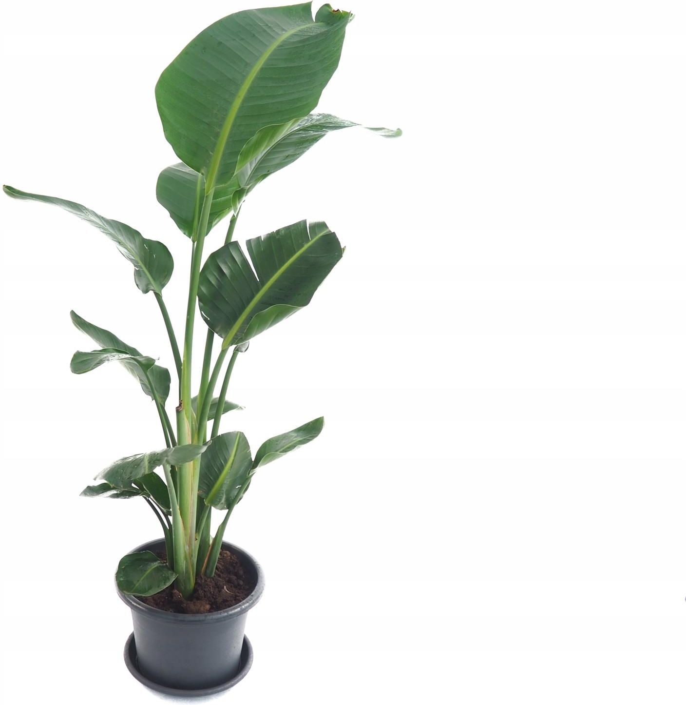 Strelitzia Nicolai Sterlicja Śnieżna 140cm - Ceny i opinie - Ceneo.pl