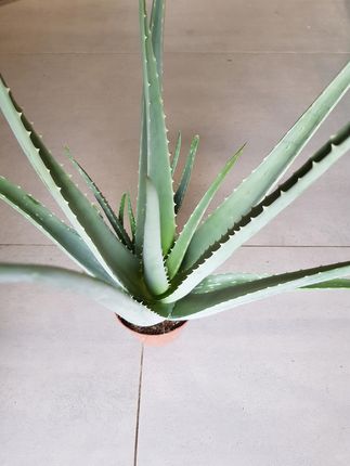 Aloe Vera Aloes Leczniczy - Ceny i opinie - Ceneo.pl
