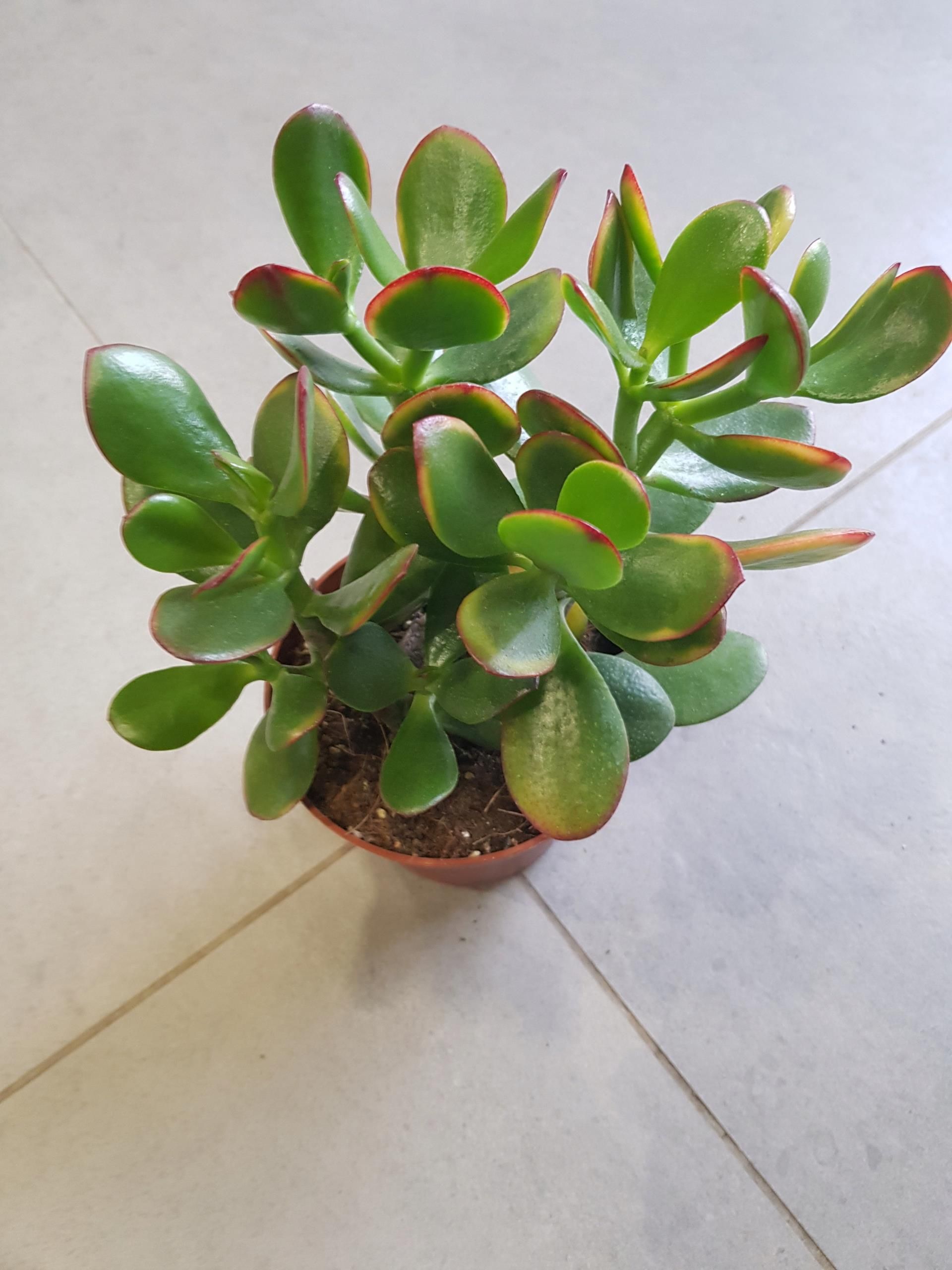 Crassula Ovata Sunset Grubosz Ceny I Opinie Ceneo pl crassula-ovata-sunset-grubosz-ceny-i-opinie-ceneo-pl