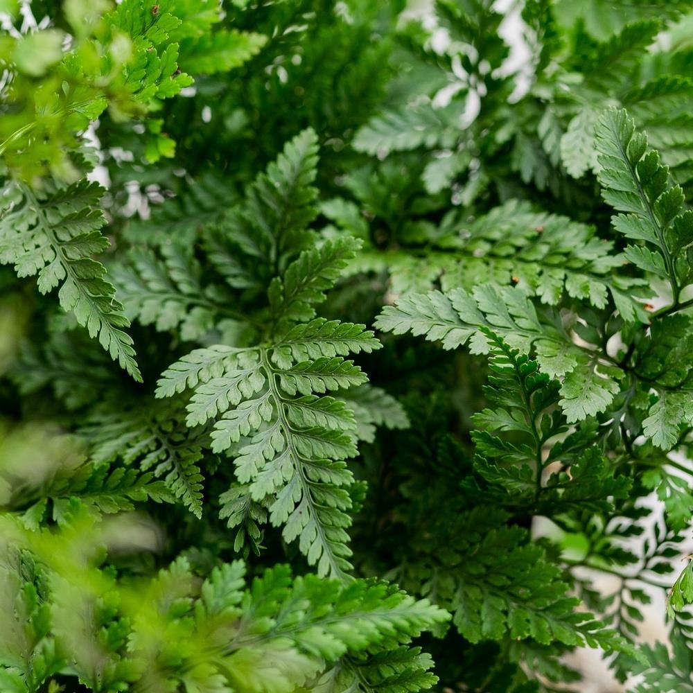 Humata Teyermanii Devallia Noga Pająka Włochata - Ceny i opinie - Ceneo.pl