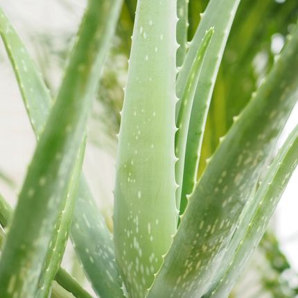Aloe Vera. Niemiertelny Lek Na Prawie Wszystko - Ceny i opinie - Ceneo.pl