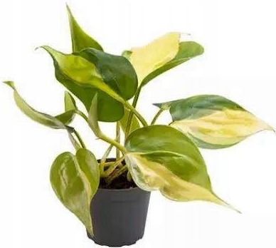 philodendron hederaceum 'lemon lime Philodendron Hederaceum main image 1