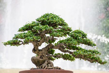 fatsia japonica bonsai Fatsia Japonica Variegated