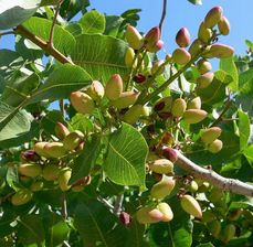 Pistacja Drzewko Pistacjowe Sadzonki 40-60cm C1.5 - zdjęcie 1