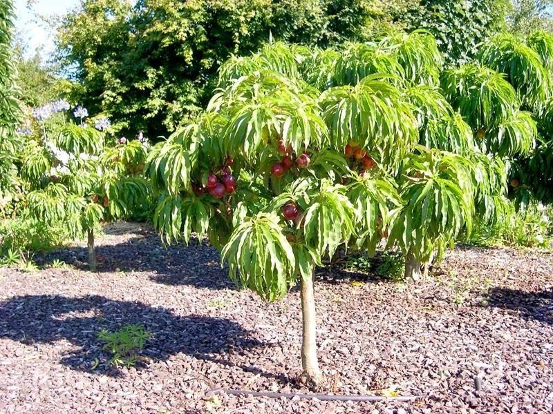 Nektarynka Karłowa Mini Drzewko Plenna Odmiana - Ceny i opinie - Ceneo.pl