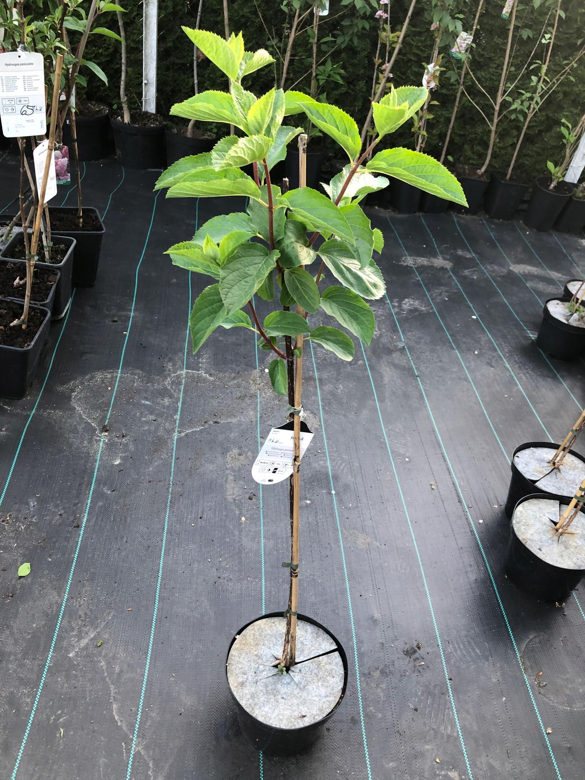 hortensja-bukietowa-na-pniu-100cm-melba-fraise-r-ceny-i-opinie