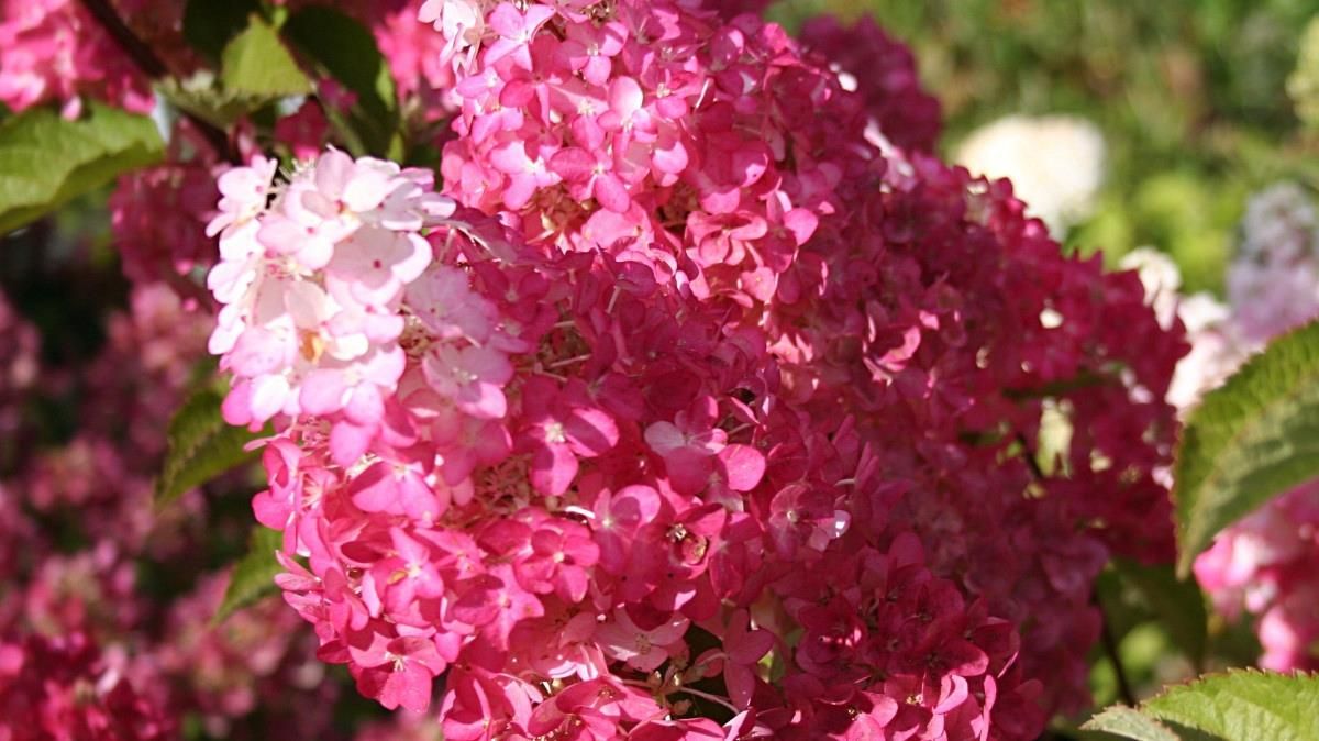 hortensja-bukietowa-na-pniu-100cm-melba-fraise-r-ceny-i-opinie