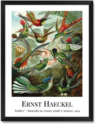 Iwall Studio Obraz Reprodukcja Ernst Haeckel #01 Czarna Rama 351