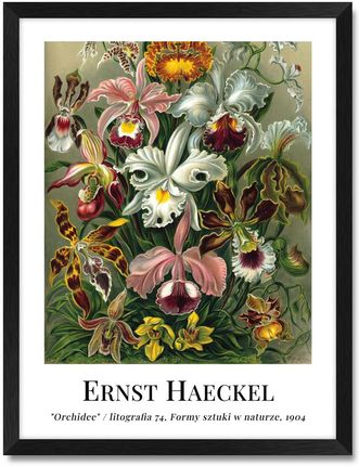 Iwall Studio Obraz Reprodukcja Ernst Haeckel #02 Czarna Rama 352