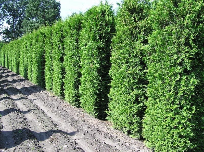 tuja-thuja-brabant-na-ywop-ot-ogromna-sadzonka-ceny-i-opinie-ceneo-pl